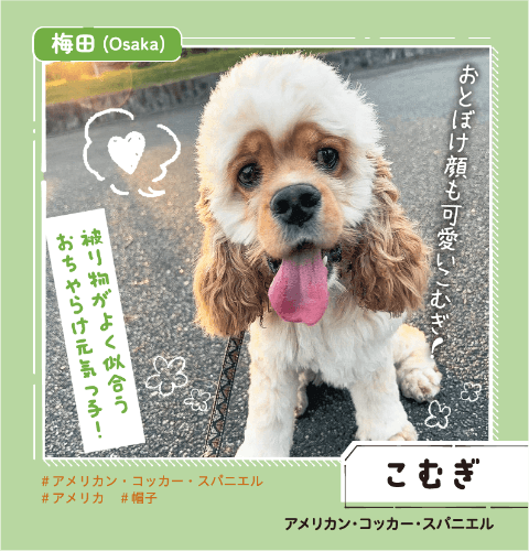 梅田 こむぎ