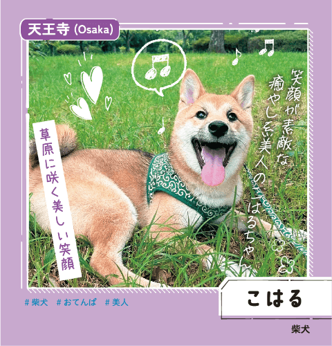 天王寺 こはる