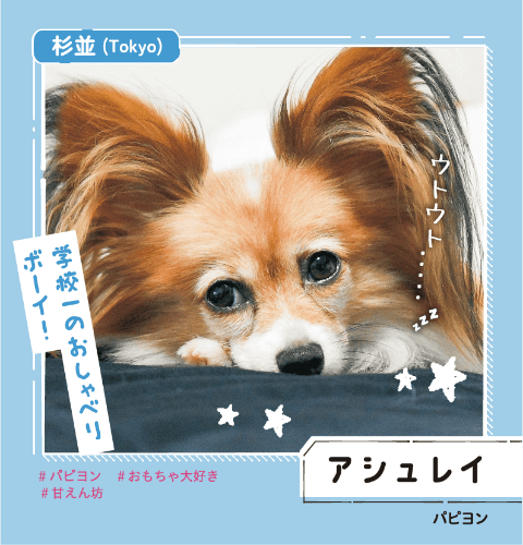 杉並 アシュレイ