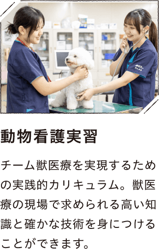 動物看護実習
