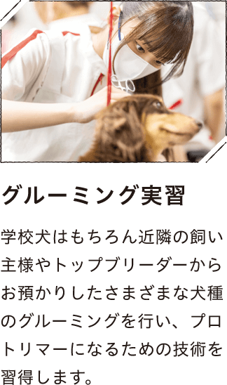 グルーミング実習