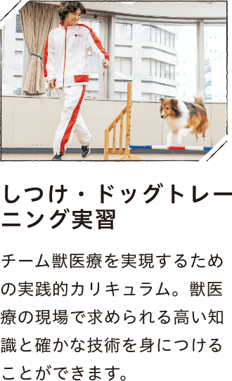 しつけ・ドックトレーニング実習